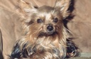 Charlie
