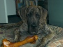 Otto