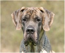 Otto